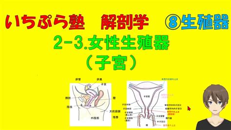 小穴位置|女性の外性器